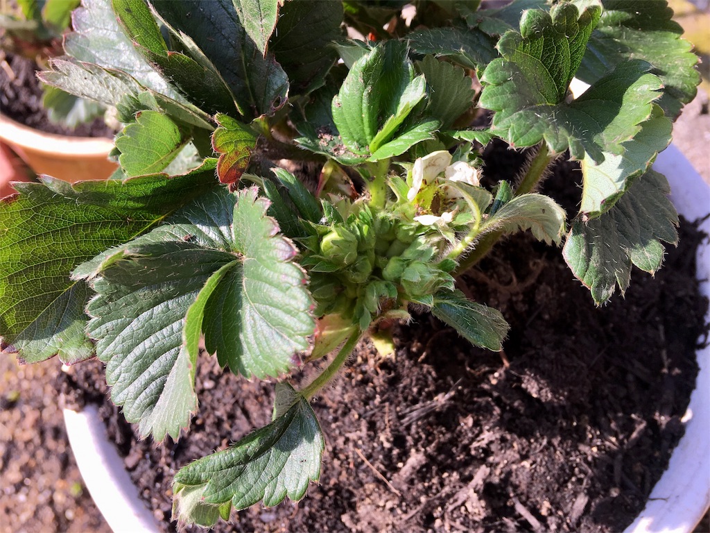 f:id:SYUREI:20190309153427j:image