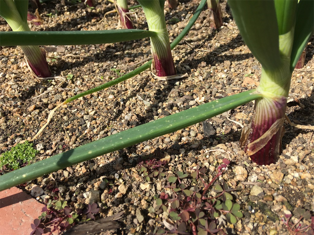 f:id:SYUREI:20190413095420j:image