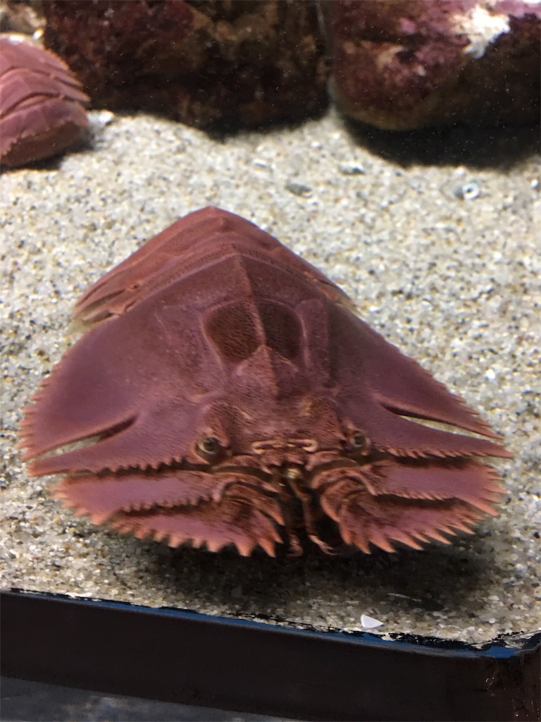 f:id:SYUREI:20190426091600j:image