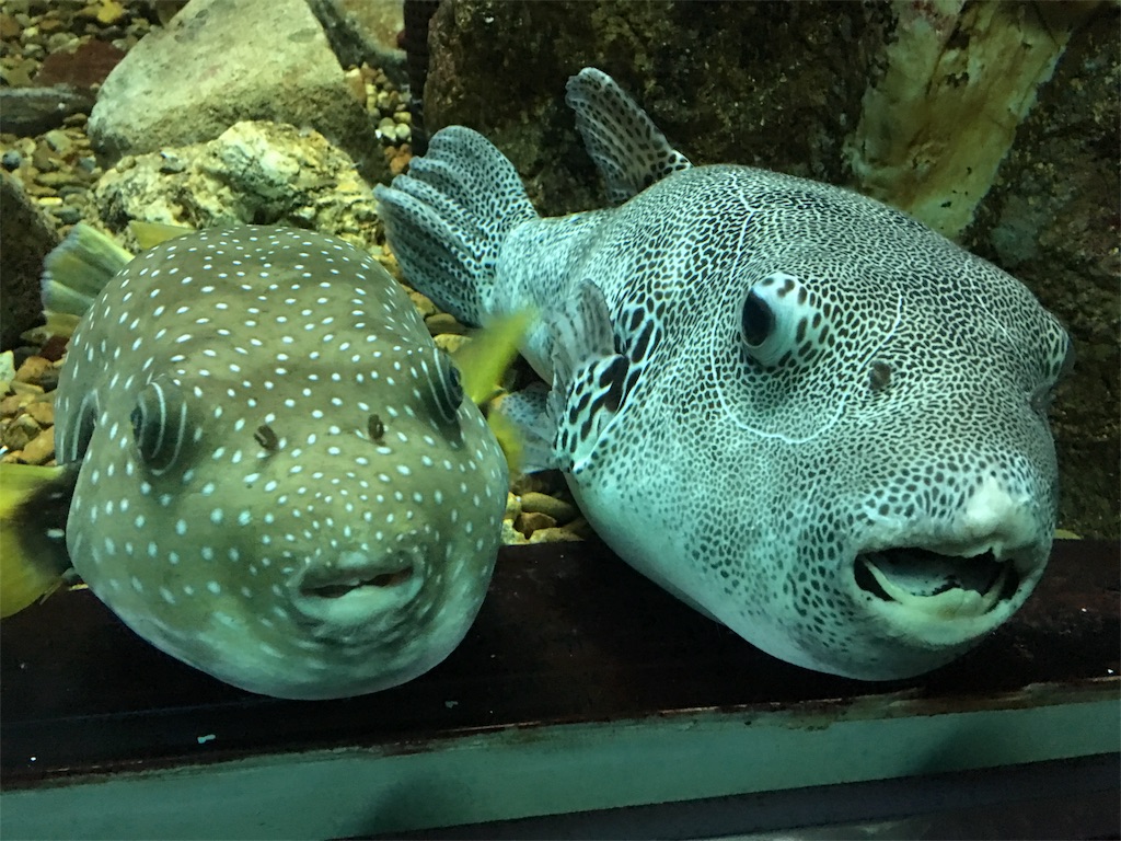 f:id:SYUREI:20190426091613j:image