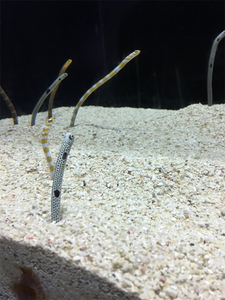 f:id:SYUREI:20190426091657j:image