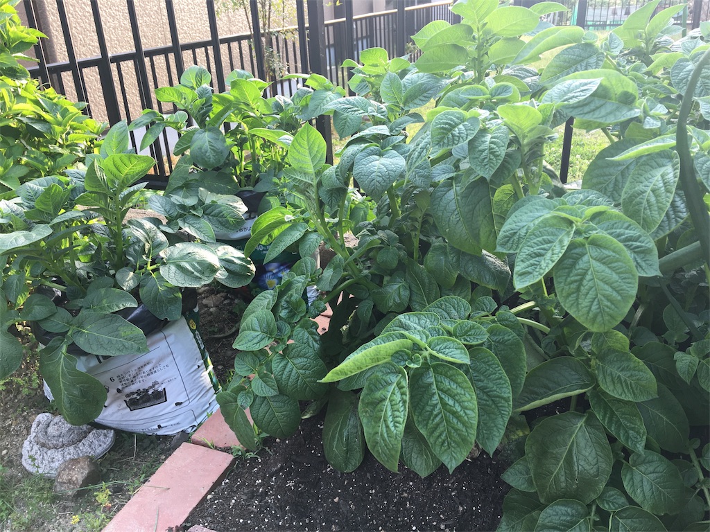 f:id:SYUREI:20190514172023j:image