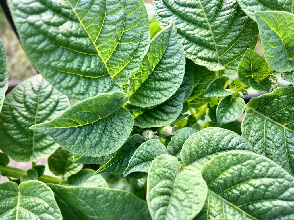 f:id:SYUREI:20190514172041j:image