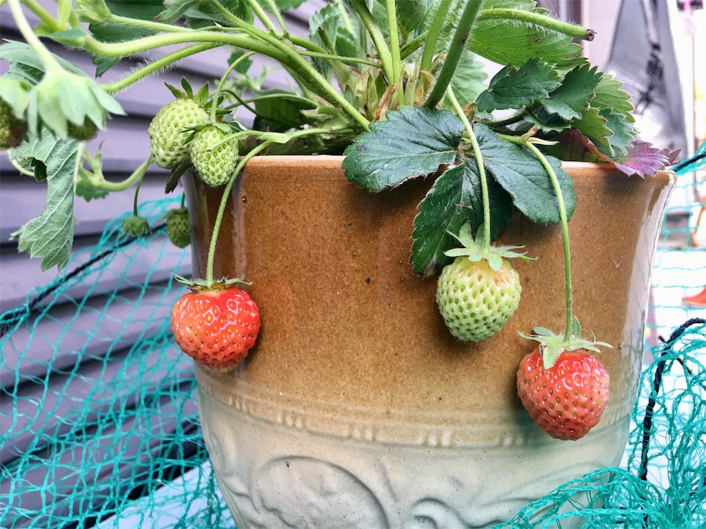 f:id:SYUREI:20190514172054j:image