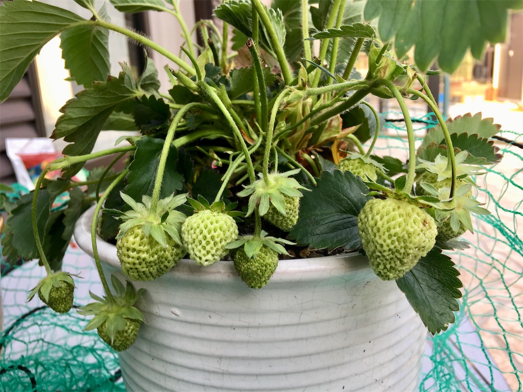 f:id:SYUREI:20190514172100j:image