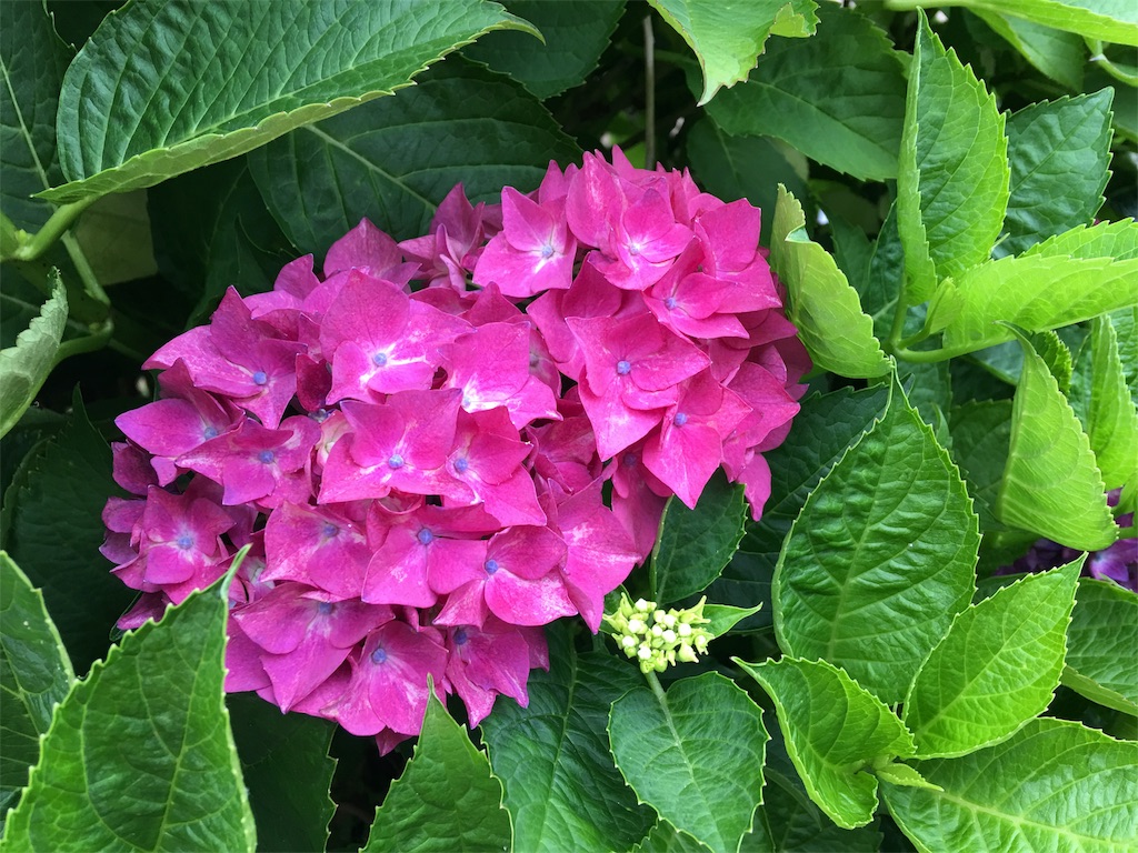 f:id:SYUREI:20190615113534j:image