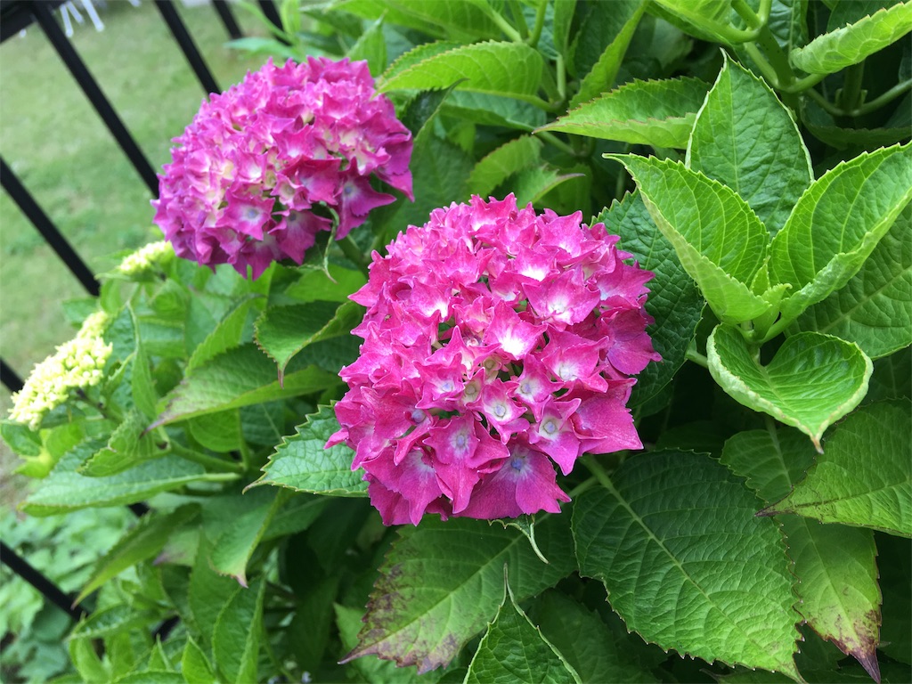 f:id:SYUREI:20190615113537j:image