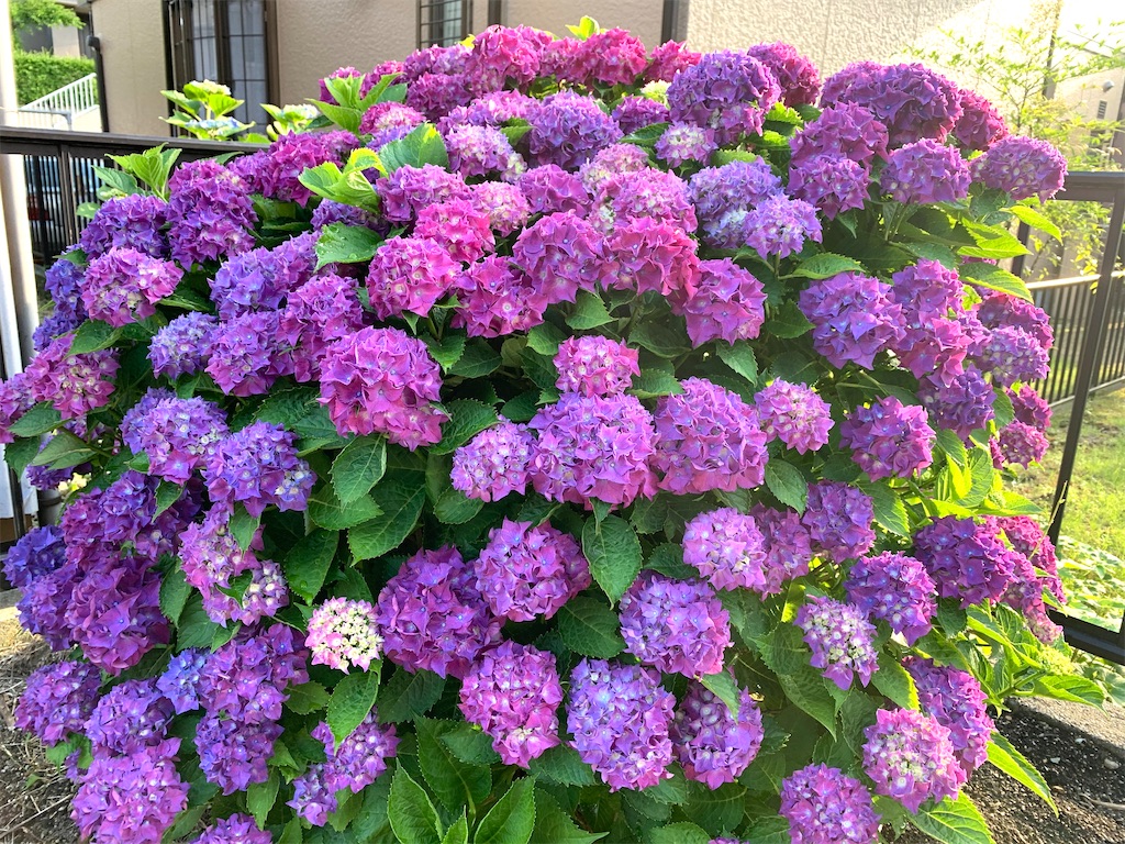 f:id:SYUREI:20200617114900j:image