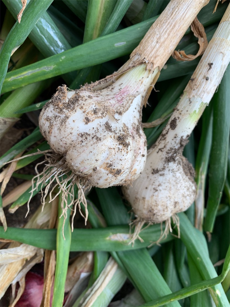 f:id:SYUREI:20200617115331j:image