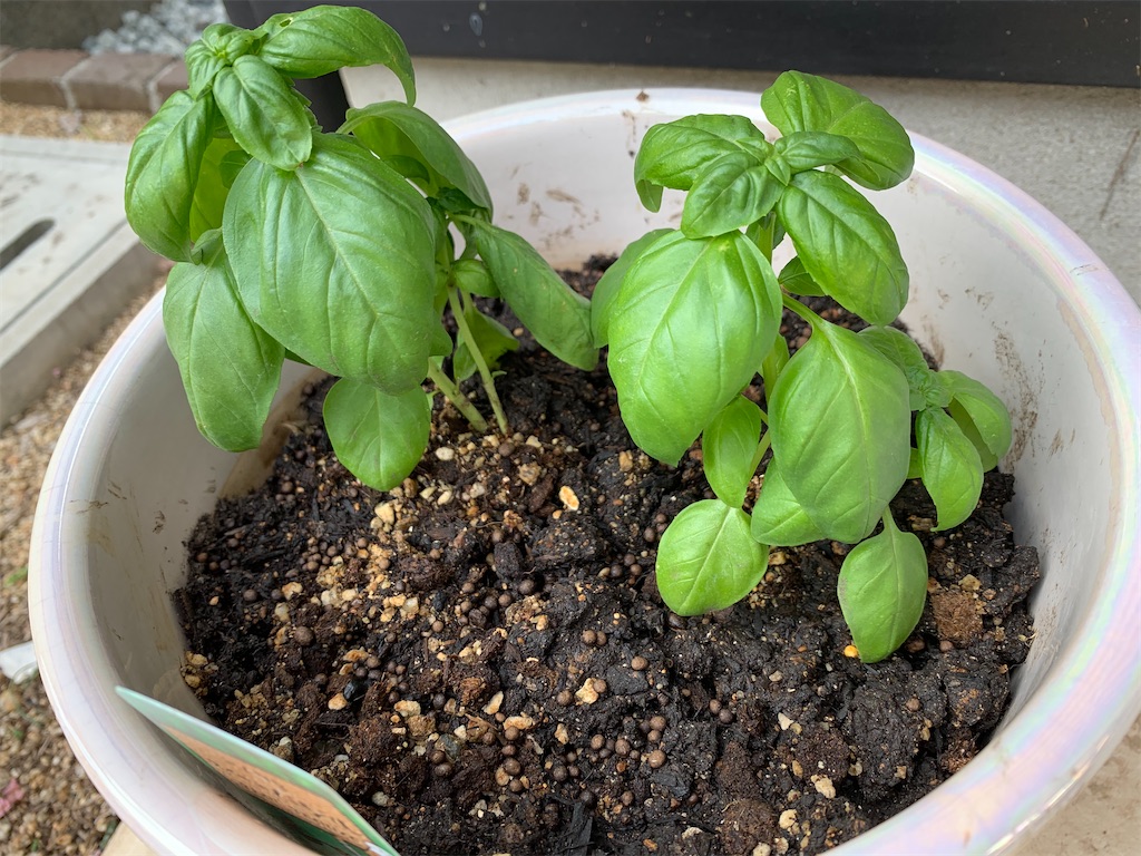 f:id:SYUREI:20200617152946j:image