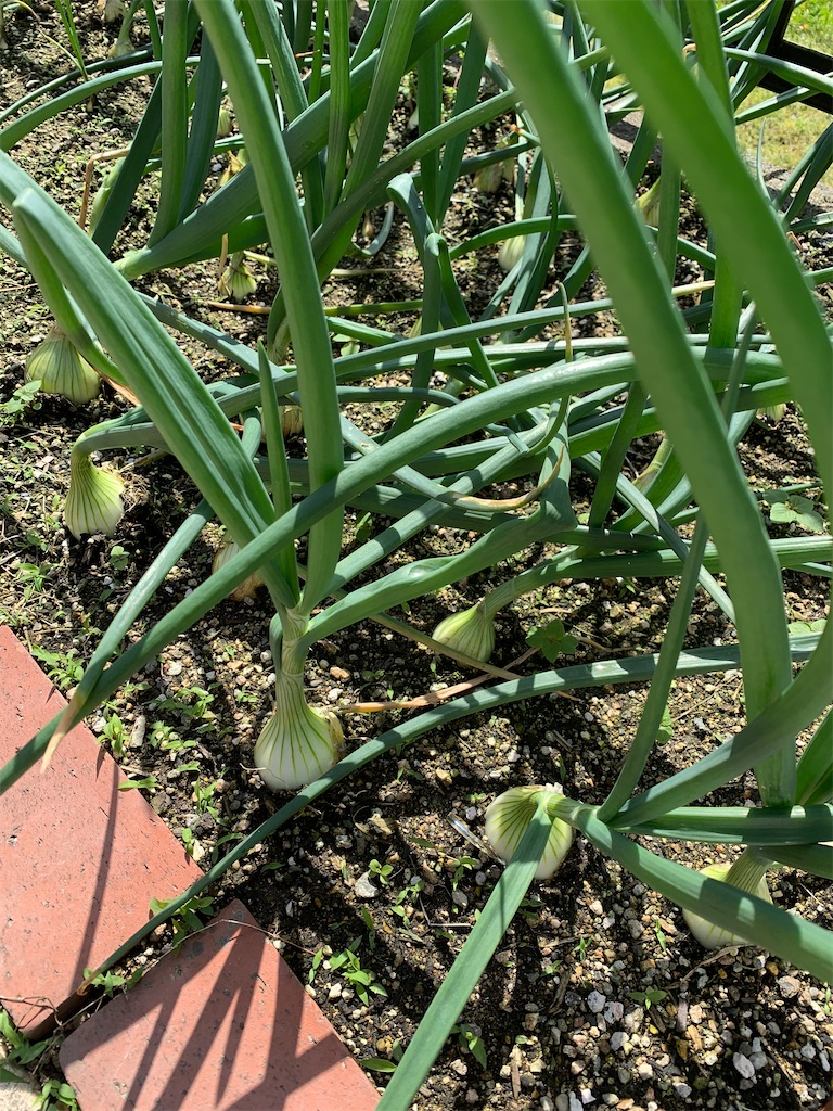 f:id:SYUREI:20230416141022j:image