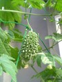 20080719061801