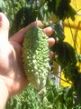 20080803130301
