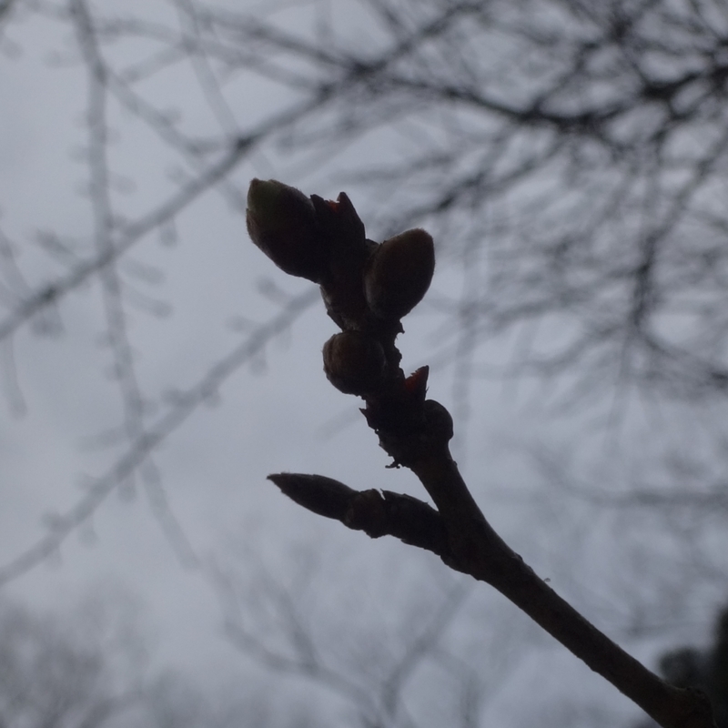 f:id:S_a_k_U:20210311135718j:plain:w300