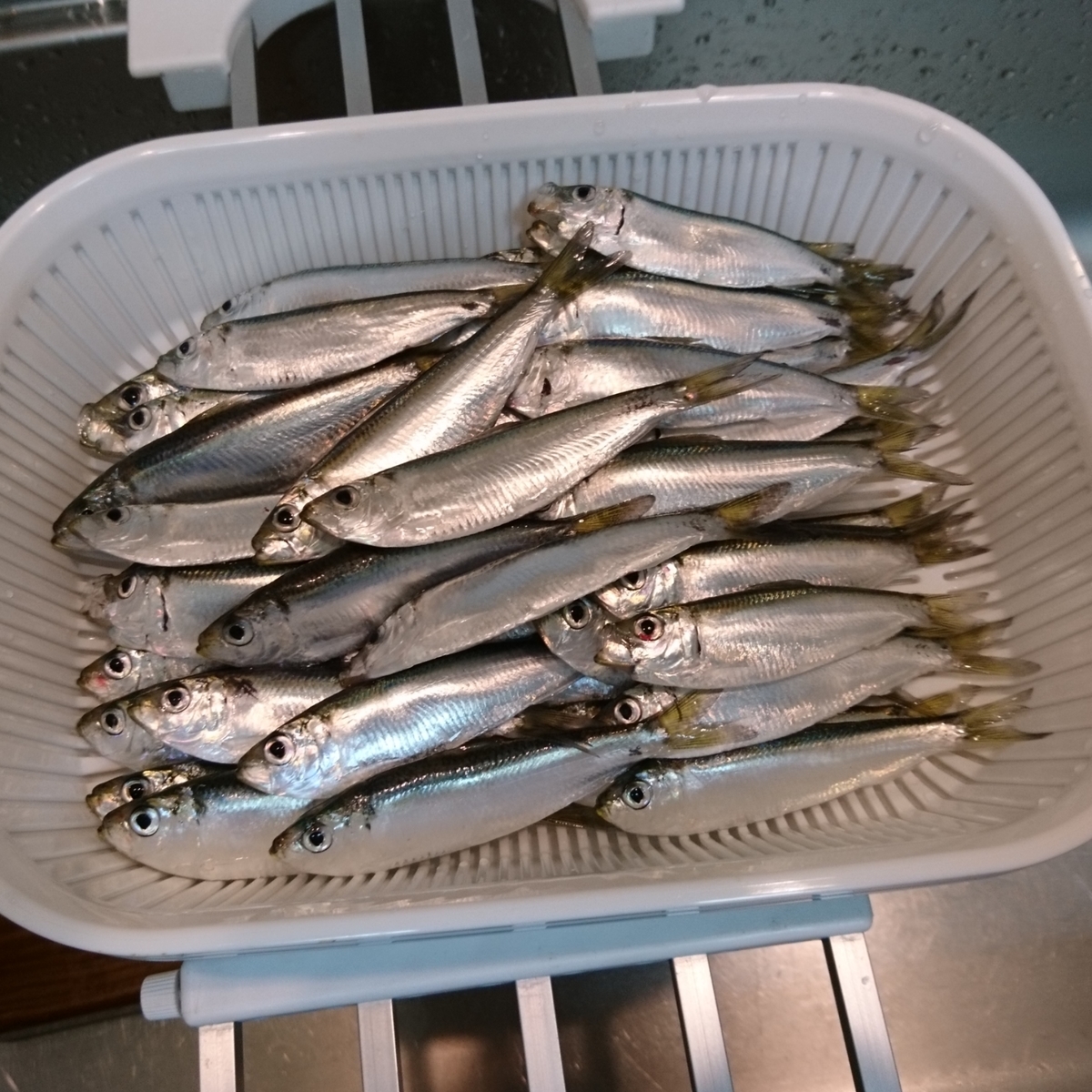 f:id:S_a_k_U:20210608081121j:plain:w300