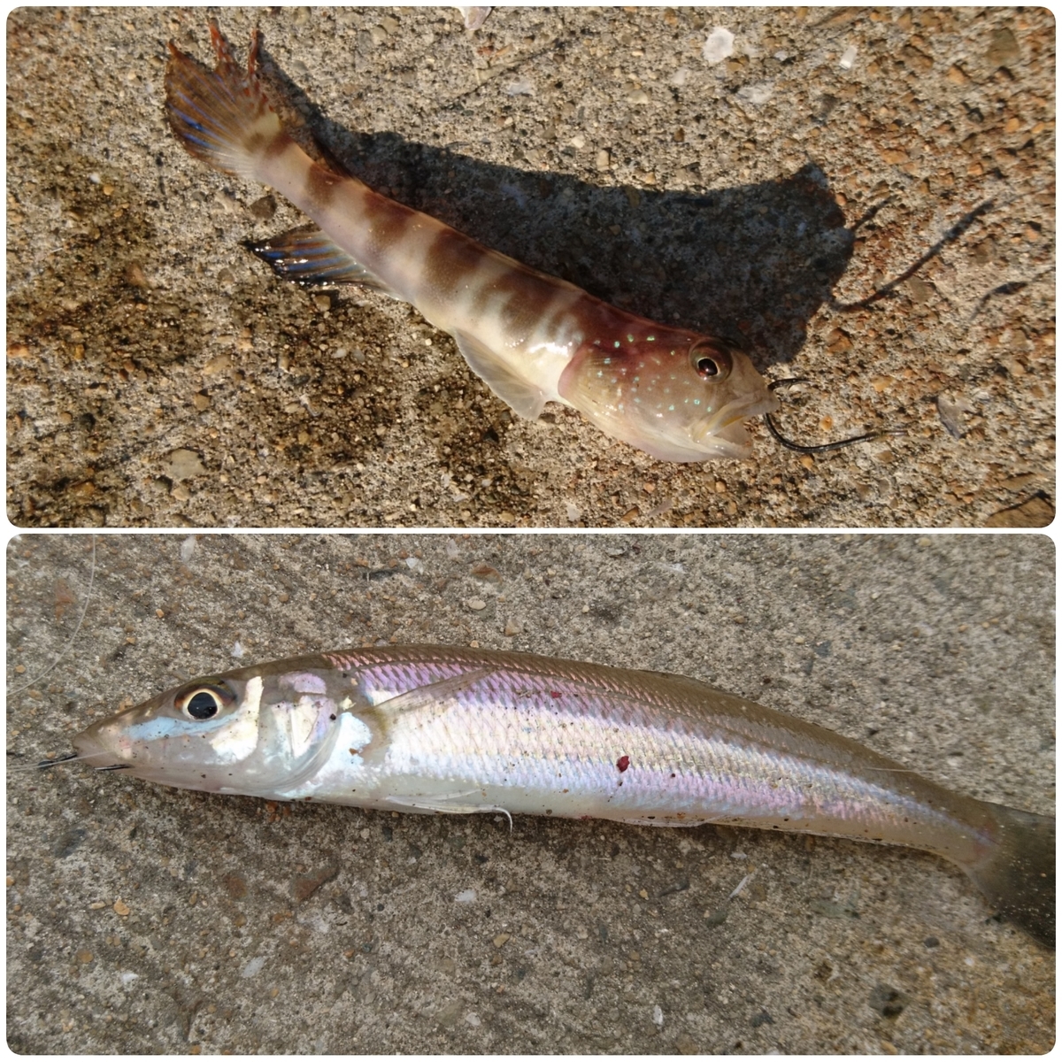 f:id:S_a_k_U:20210611095547j:plain:w300