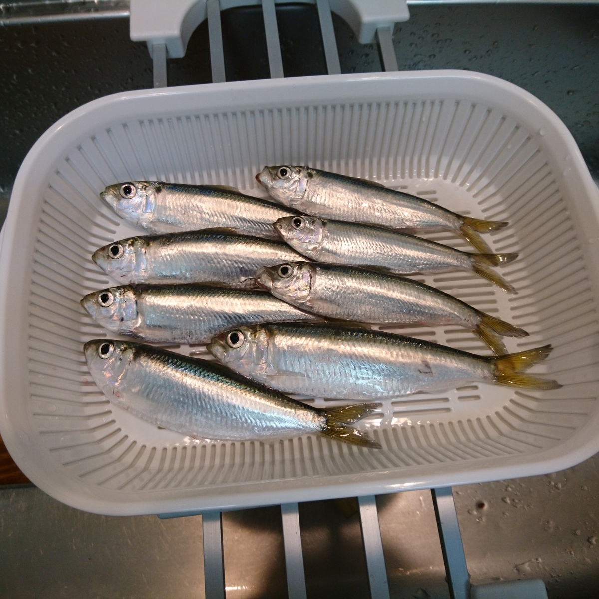 f:id:S_a_k_U:20210611100213j:plain:w300