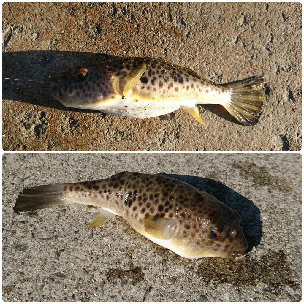 f:id:S_a_k_U:20210612154519j:plain:w300