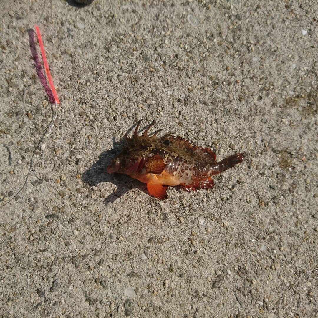 f:id:S_a_k_U:20210629221340j:plain:w300