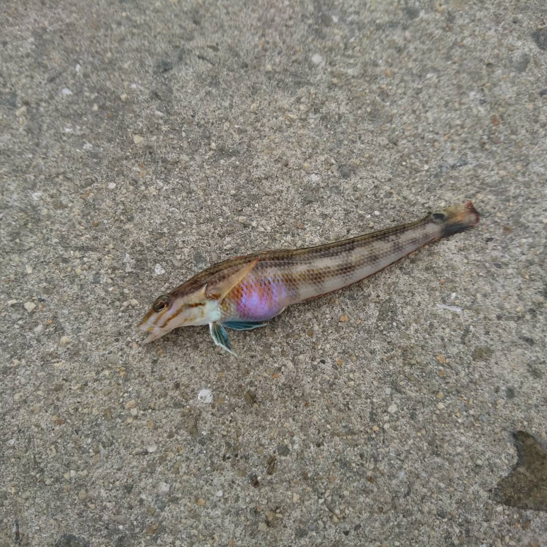 f:id:S_a_k_U:20210629221344j:plain:w300