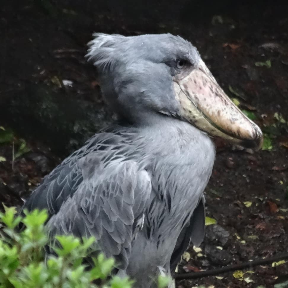 f:id:S_a_k_U:20210629230708j:plain:w300