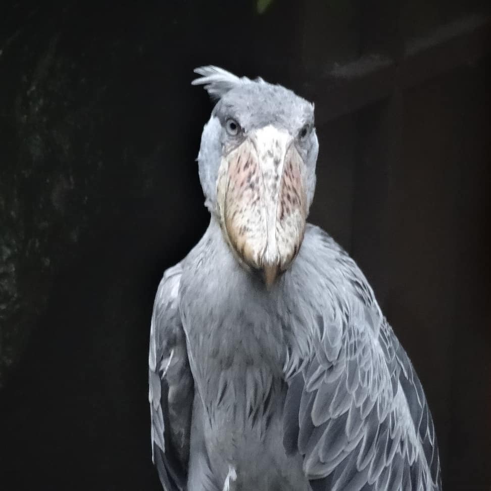 f:id:S_a_k_U:20210629230723j:plain:w300