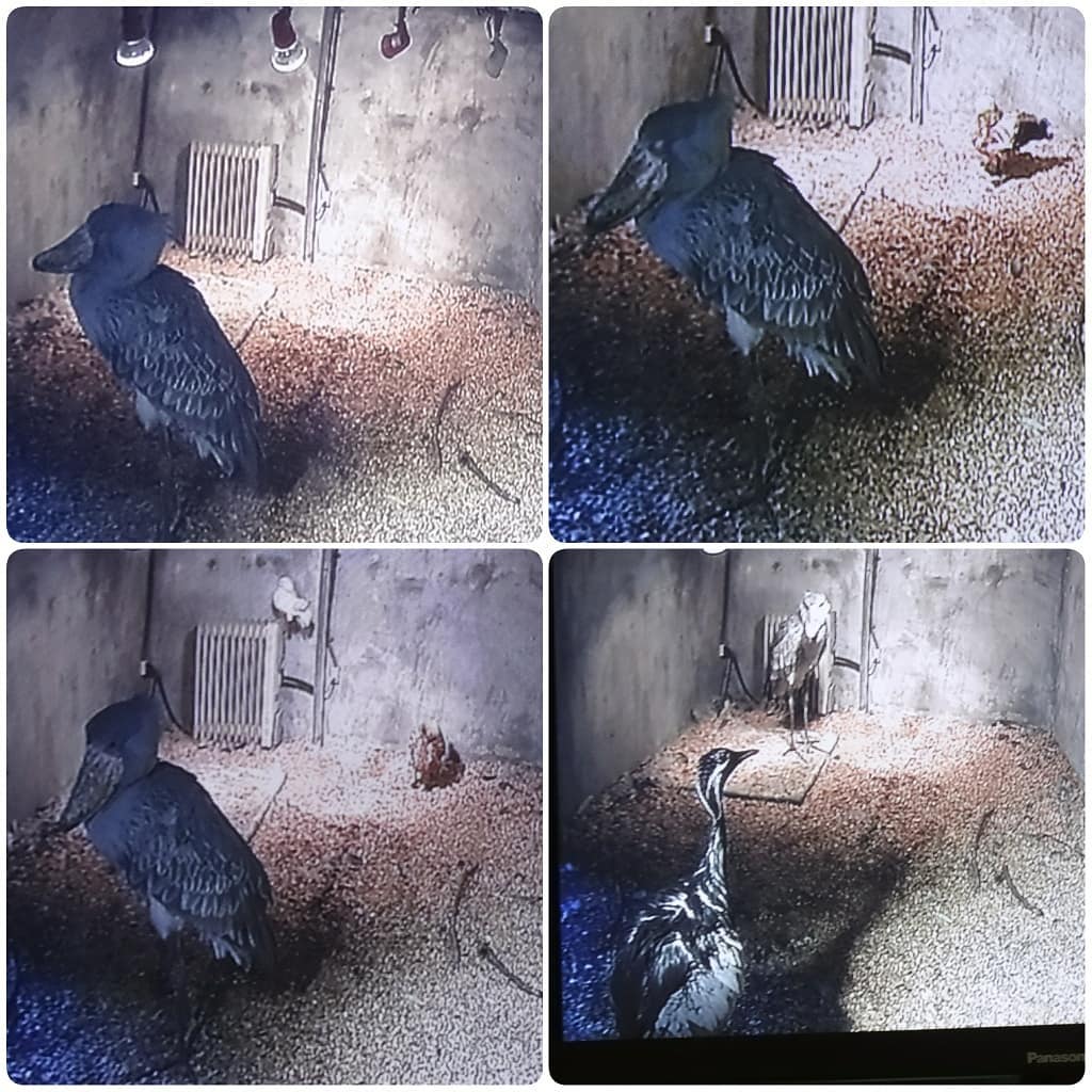 f:id:S_a_k_U:20210629230727j:plain:w300