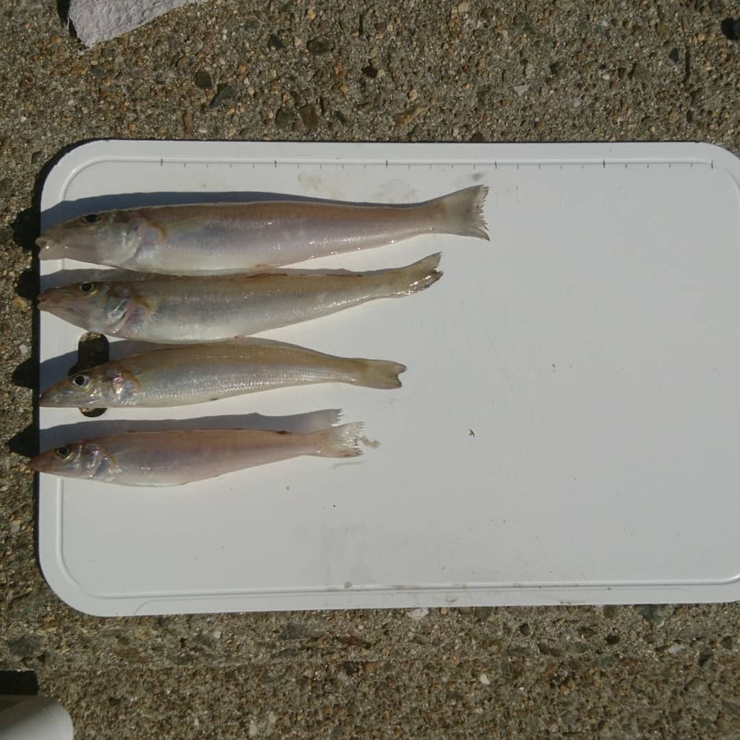 f:id:S_a_k_U:20210706222743j:plain:w300