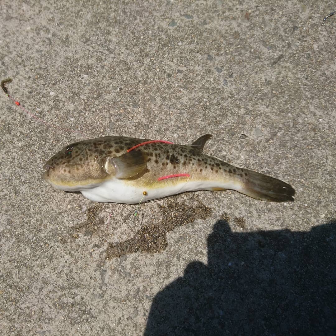 f:id:S_a_k_U:20210706222747j:plain:w300