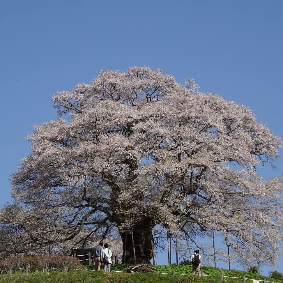 f:id:S_a_k_U:20210707051401j:plain:w300