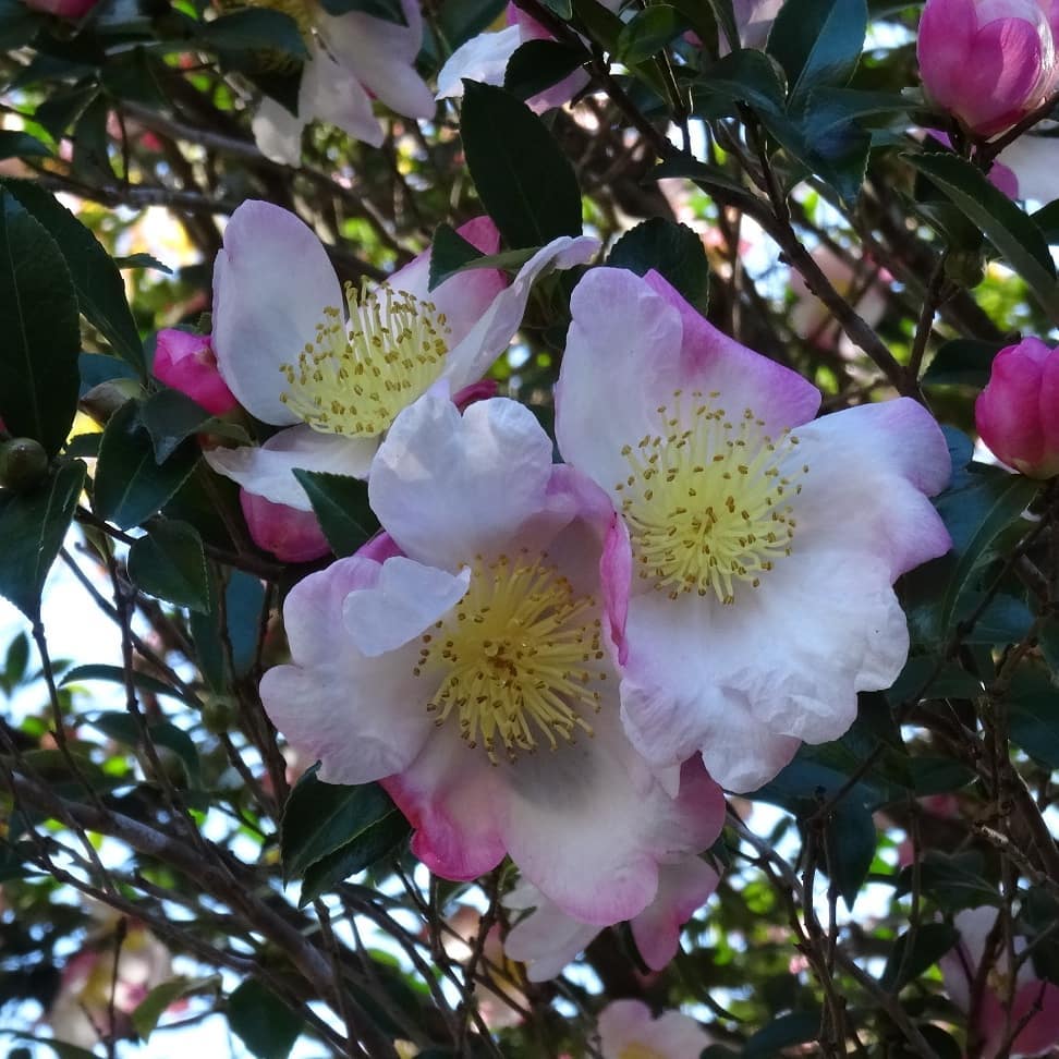 f:id:S_a_k_U:20210709090116j:plain:w300