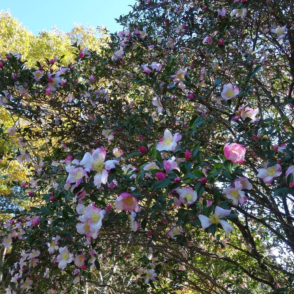 f:id:S_a_k_U:20210709090120j:plain:w300