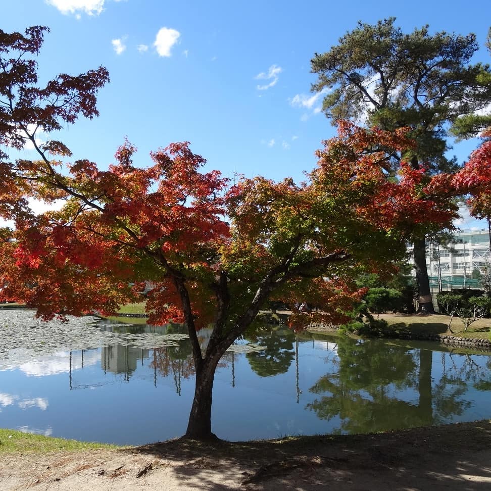 f:id:S_a_k_U:20210709091453j:plain:w300