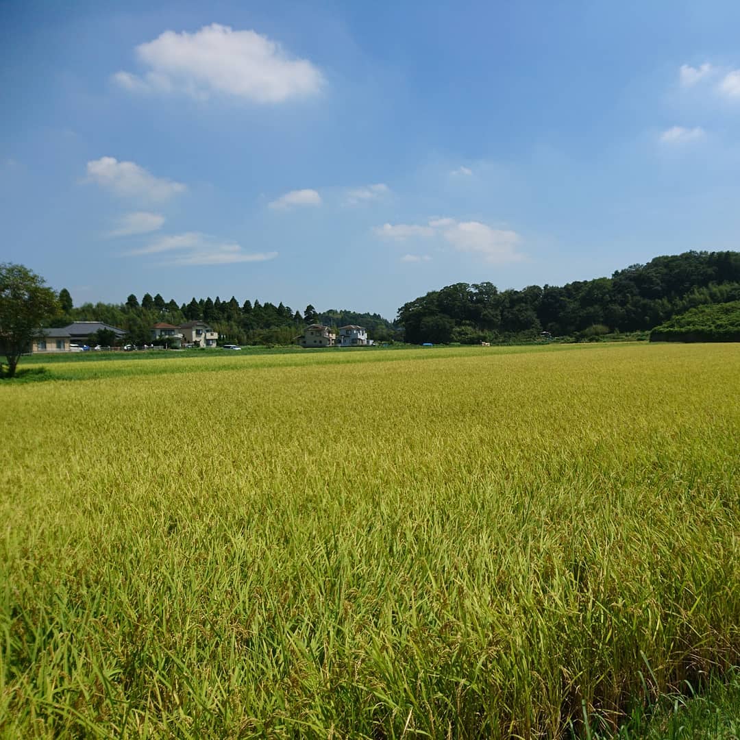 f:id:S_a_k_U:20210715085757j:plain:w300