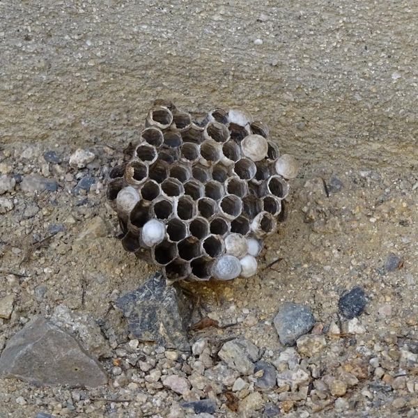 f:id:S_a_k_U:20210719173046j:plain:w300