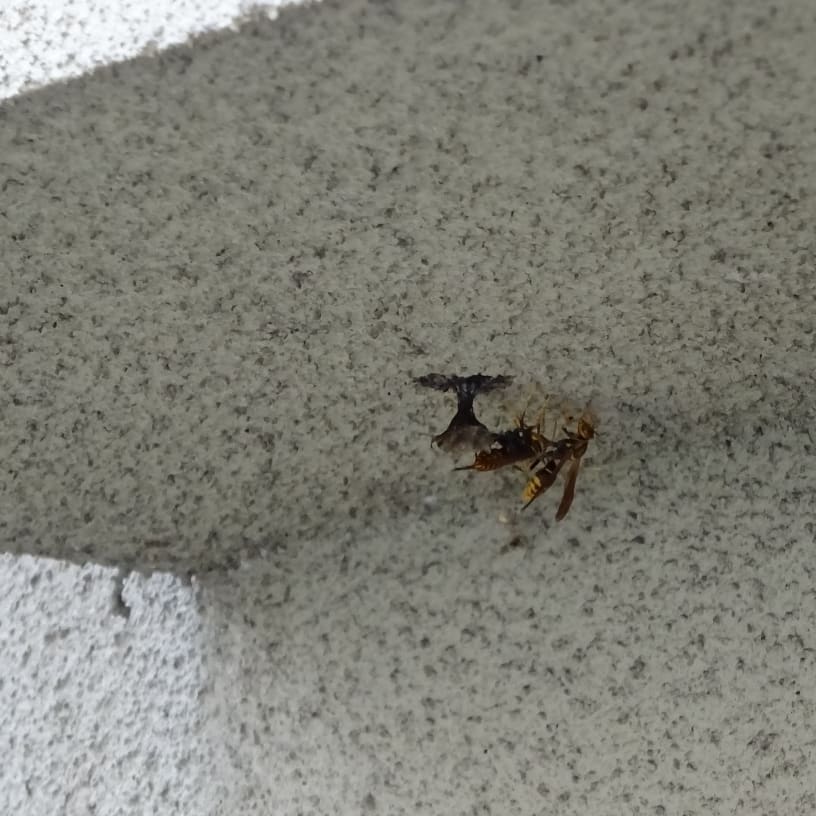 f:id:S_a_k_U:20210719173049j:plain:w300