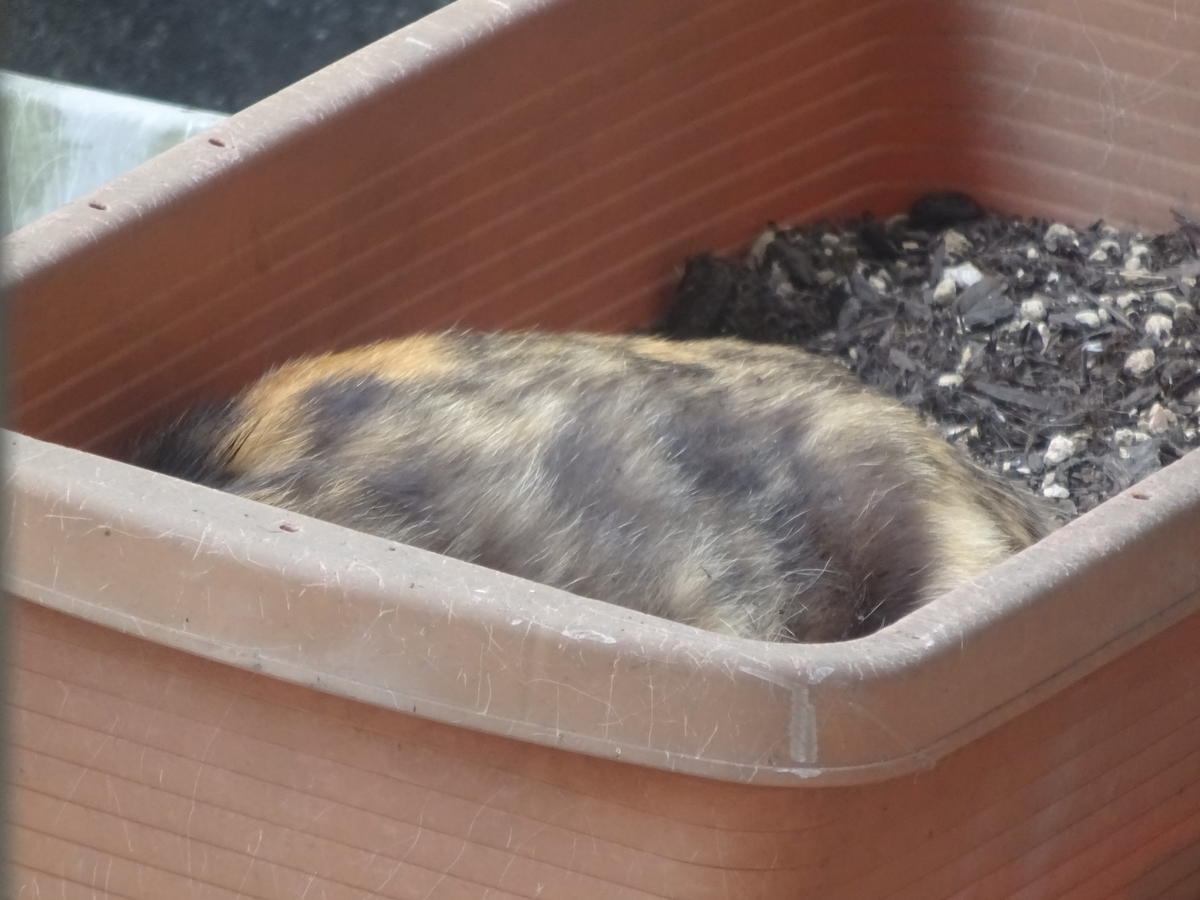 f:id:S_a_k_U:20210719175843j:plain:w300