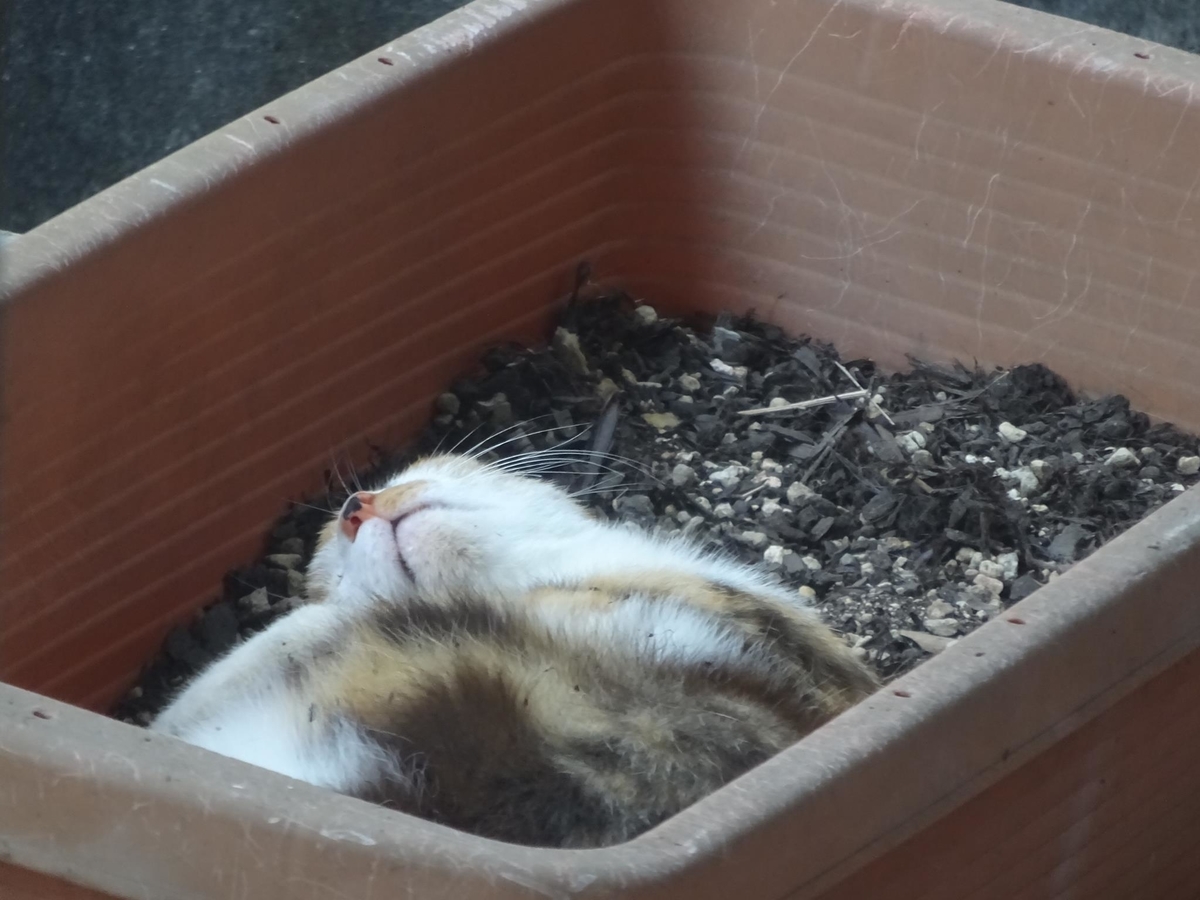 f:id:S_a_k_U:20210719175850j:plain:w300