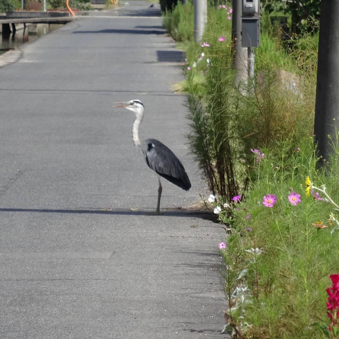 f:id:S_a_k_U:20210813181845j:plain:w300