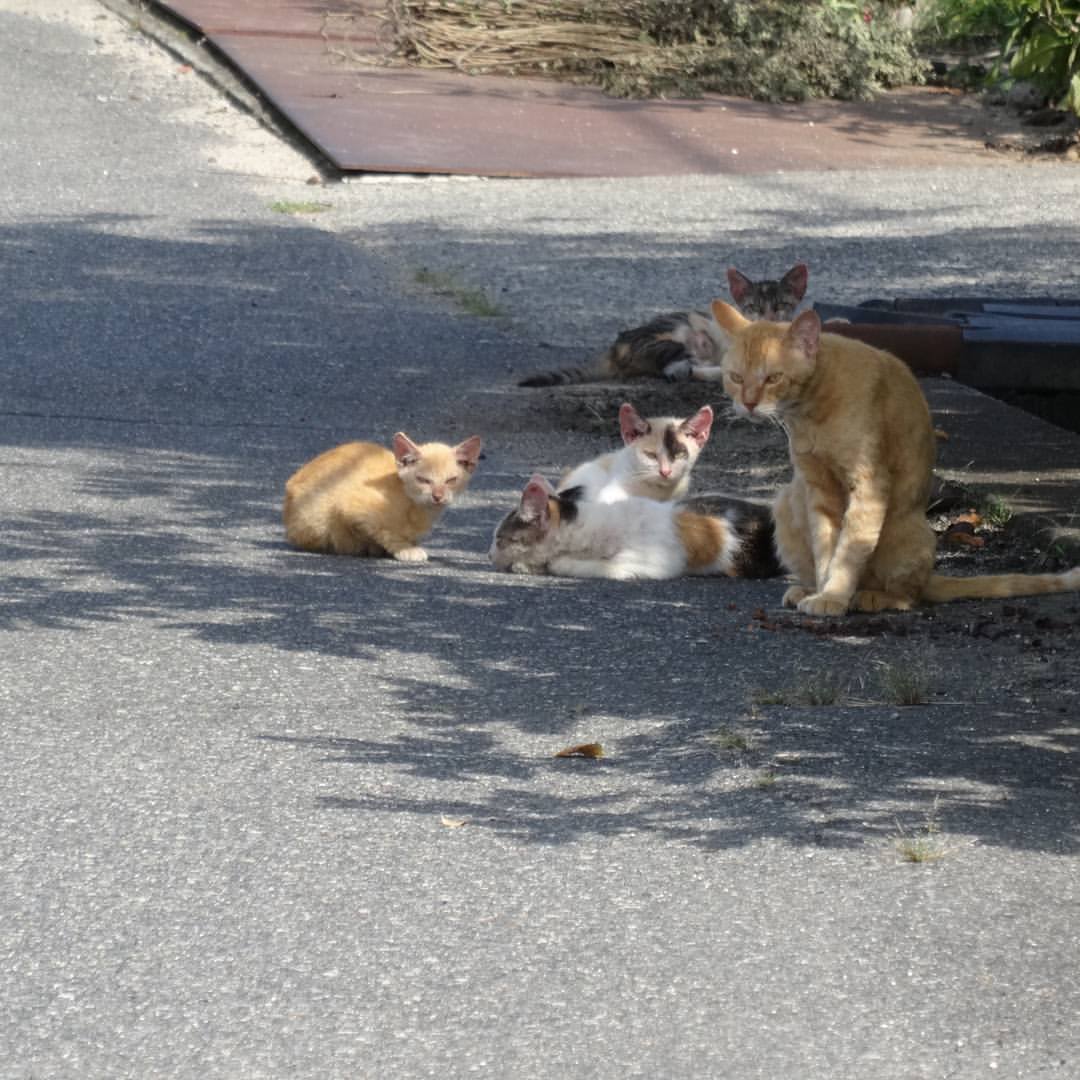 f:id:S_a_k_U:20210813181849j:plain:w300