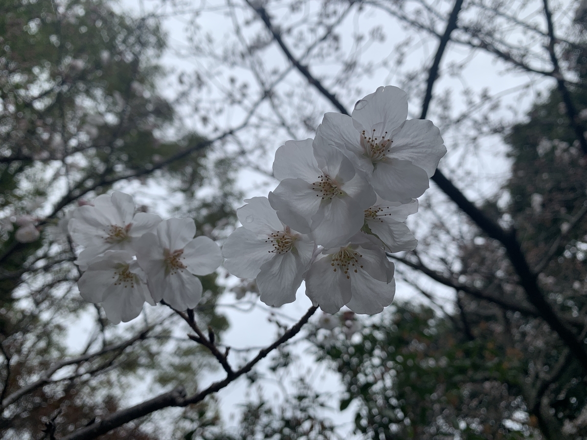 f:id:S_masashi:20220323182811j:plain