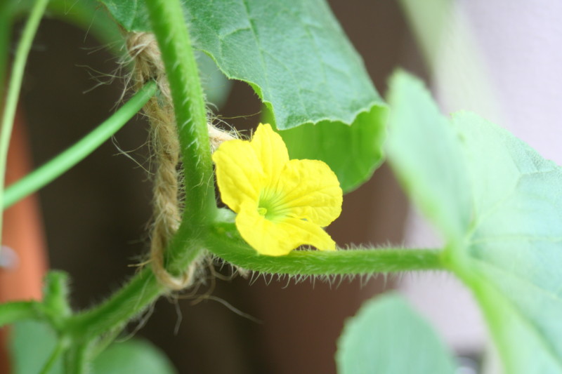 f:id:Saco:20090608101501j:image
