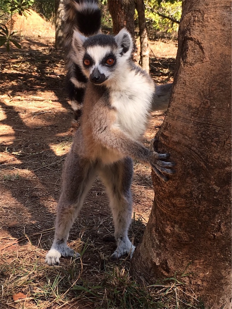 f:id:SaeMadagascar:20180731210030j:image f:id:SaeMadagascar:20180731210030j:image