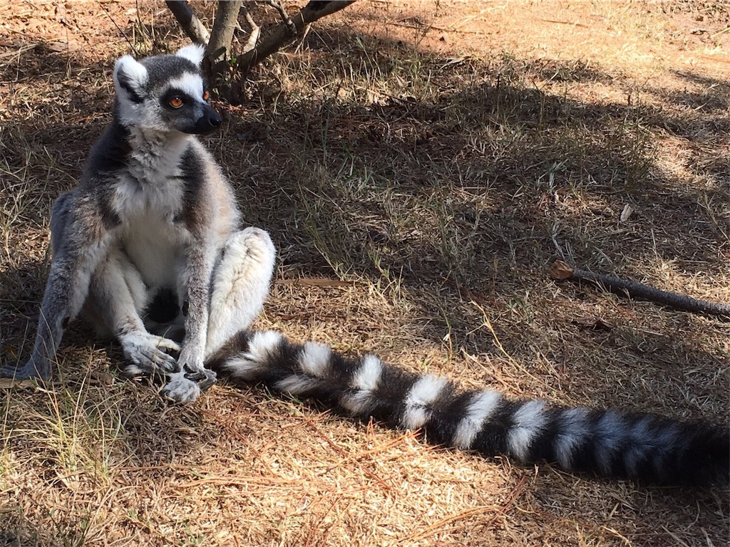 f:id:SaeMadagascar:20180731210131j:image f:id:SaeMadagascar:20180731210131j:image