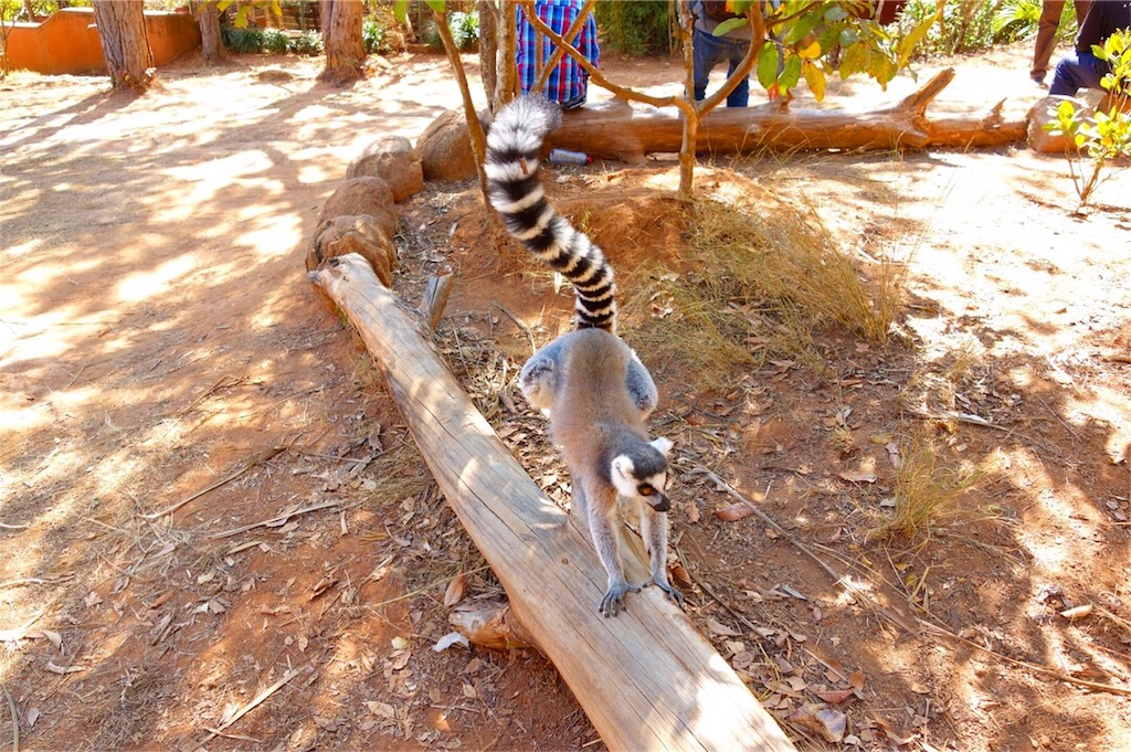 f:id:SaeMadagascar:20180731210141j:image f:id:SaeMadagascar:20180731210141j:image