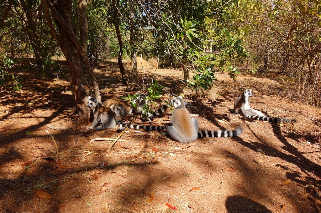 f:id:SaeMadagascar:20180731210201j:image f:id:SaeMadagascar:20180731210201j:image