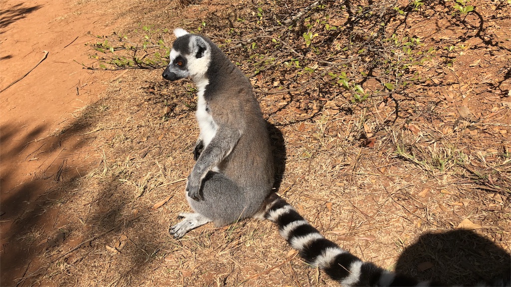 f:id:SaeMadagascar:20180731210215j:image f:id:SaeMadagascar:20180731210215j:image