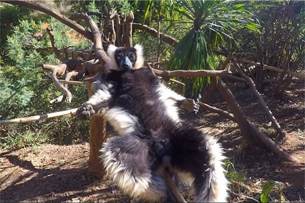 f:id:SaeMadagascar:20180731210227j:image f:id:SaeMadagascar:20180731210227j:image