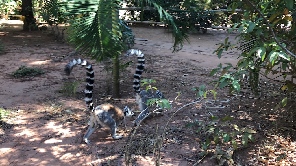 f:id:SaeMadagascar:20180731210242j:image f:id:SaeMadagascar:20180731210242j:image
