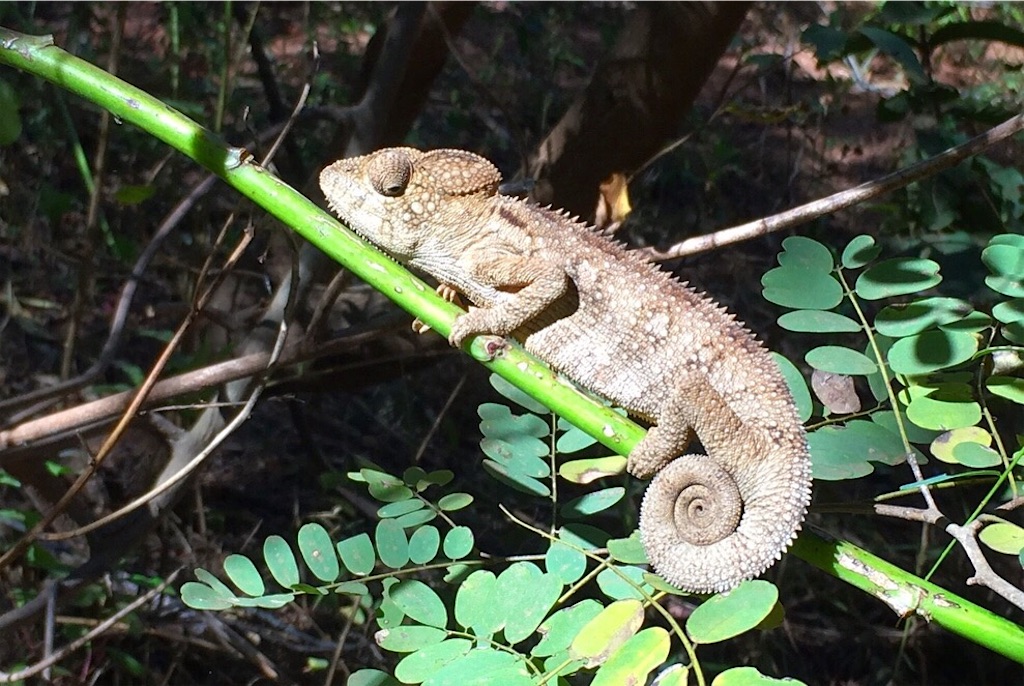 f:id:SaeMadagascar:20180731210250j:image f:id:SaeMadagascar:20180731210250j:image